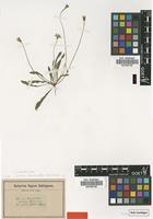 Type of Thrincia hispida Roth [family ASTERACEAE]