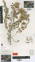 Isotype of Astragalus narbonensis Gouan var. glabrescens [family FABACEAE]