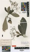 Isotype of Rauvolfia leucopoda K.Schum. ex De Wild. & Durand [family APOCYNACEAE]