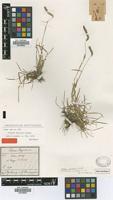 Type of Hordeum andicola Griseb. [family POACEAE]
