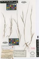 Lectotype of Panicum neuranthum Griseb. [family POACEAE]