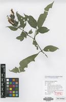 Paratype of Suessenguthia koessleri Schmidt-Leb. [family ACANTHACEAE]