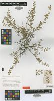 Syntype of Polygala obtusissima Hochst. ex Chodat [family POLYGALACEAE]