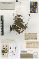 Holotype of Acaena venulosa Griseb. [family ROSACEAE]