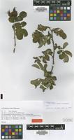 Isotype of Rosa x mangii Eigner & Wissemann [family ROSACEAE]