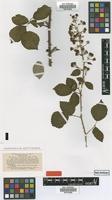 Type of Rubus brachyphyllos P.J.Müll. & Wirtg. [family ROSACEAE]