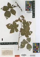Type of Rubus delectus P.J.Müll. & Wirtg. [family ROSACEAE]