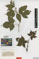 Type of Rubus vigorosus P.J.Müll. & Wirtg. [family ROSACEAE]