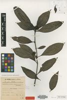 Holotype of Psychotria peteri E.M.A. Petit [family RUBIACEAE]