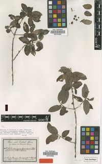 Syntype of Tricalysia niamniamensis Schweinf. ex Hiern var. djurensis (Schweinf. ex Hiern) Robbr. [family RUBIACEAE]
