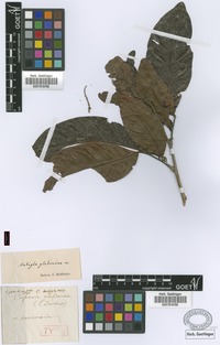 Syntype of Matayba glaberrima Radlk. [family SAPINDACEAE]