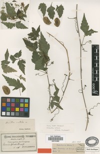 Syntype of Urvillea euryptera Griseb. [family SAPINDACEAE]