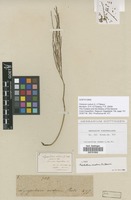 Filed as Psilotum nudum (L.) P.Beauv. [family PSILOTACEAE]