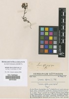 Filed as Linaria alpina Mill. [family SCROPHULARIACEAE]