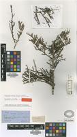 Holotype of Allenrolfea vaginata (Griseb.) O.Kuntze [family CHENOPODIACEAE]