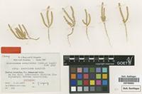 Isotype of Microcnemum coralloides (Loscos & Pardo) Font Quer subsp. anatolicum Wagenitz [family CHENOPODIACEAE]