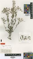 Isotype of Vernonia cinerascens Sch.Bip. [family ASTERACEAE]