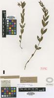 Type of Vinca herbacea Waldst. & Kit. var. gracilis Griseb. [family APOCYNACEAE]