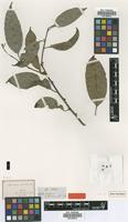 Type of Hydnocarpus octandra Thwaites [family FLACOURTIACEAE]