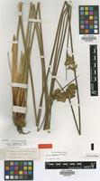 Isotype of Juncus valdiviae Steud. [family JUNCACEAE]