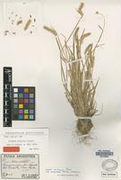 Lectotype of Hordeum andicola Griseb. [family POACEAE]