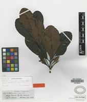 Isotype of Wallacea insignis Spruce ex Benth. & Hook. f. [family OCHNACEAE]