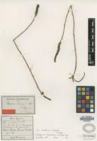 Isotype of Aa achalensis Schltr. [family ORCHIDACEAE]