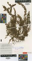 Type of Hymenophyllum holotrichum Peter [family PTERIDOPHYTA]