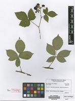 Paratype of Rubus dierschkeanus H.E.Weber [family ROSACEAE]