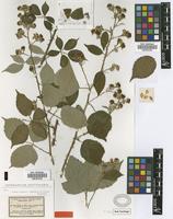 Syntype of Rubus winteri P.J.Müll. ex Focke [family ROSACEAE]