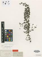 Isotype of Galium denticulatum Bartl. [family RUBIACEAE]