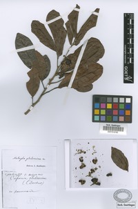 Syntype of Matayba glaberrima Radlk. [family SAPINDACEAE]