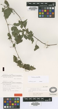 Syntype of Urvillea euryptera Griseb. [family SAPINDACEAE]