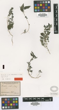 Type of Forsskaolea viridis Ehrenb. ex Webb [family URTICACEAE]