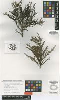 Holotype of Allenrolfea vaginata (Griseb.) O.Kuntze [family CHENOPODIACEAE]