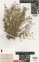 Type of Geissolepis suaedifolia B.L.Rob. [family ASTERACEAE]