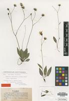 Isotype of Hieracium angustatum (Lindeb.) Blytt subsp. angustatum (Lindeb.) Blytt [family ASTERACEAE]