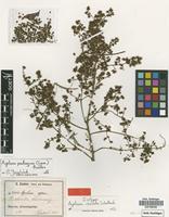 Type of Agelaea obovata G.Schellenb. [family CONNARACEAE]