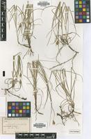 Isotype of Carex fuscolutea Boeckeler [family CYPERACEAE]