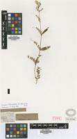 Lectotype of Vicia grandiflora Scop. var. phaeosemia Griseb. [family FABACEAE]