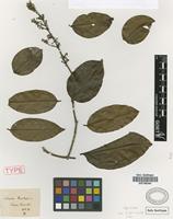 Type of Strychnos trinitensis Griseb. [family LOGANIACEAE]