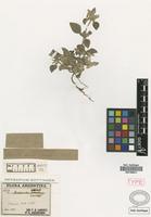 Holotype of Gomphrena tomentosa (Griseb.) R.E.Fr. [family AMARANTHACEAE]