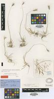 Holotype of Hordeum halophilum Griseb. [family POACEAE]