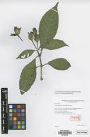 Paratype of Suessenguthia barthleniana Schmidt-Leb. [family ACANTHACEAE]