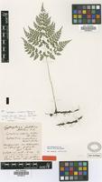 Syntype of Cystopteris sudetica A.Braun & Milde [family PTERIDOPHYTA]