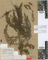 Type of Hymenophyllum anisopterum Peter [family PTERIDOPHYTA]