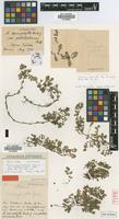 Lectotype of Acaena microphylla Hook.f. var. pallideolivacea Bitter [family ROSACEAE]