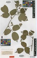 Type of Rubus oblongifolius P.J.Müll. & Wirtg. [family ROSACEAE]