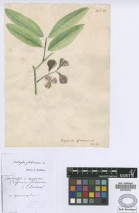 Syntype of Matayba glaberrima Radlk. [family SAPINDACEAE]