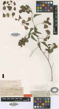 Syntype of Urvillea euryptera Griseb. [family SAPINDACEAE]
